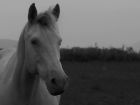Cheval-03 Cheval-03