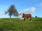 Vache-10 Vache-10