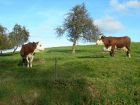 Vache-12 Vache-12