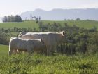 Vache-03 Vache-03