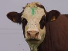 Vache-008 Vache-008