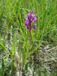 Dactylorhize de Traunsteiner dans le Marais du Chênet à Arbusigny. Crédits Asters, Dominique Lopez-Pinot.