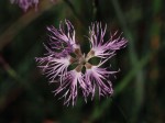 Dianthus superbus ou Oeillet superbe. Crédits Aster, Dominique Lopez-Pinot.