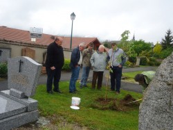 Plantation du cerisier dans le cimetière