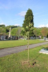 Prunus ‘Daïkoku’ à proximité du Cimetière