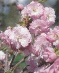 Prunus 'Daïkoku' crédit photo CCFU