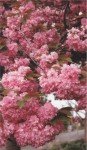 Prunus 'Kanzan' crédit photo CCFU