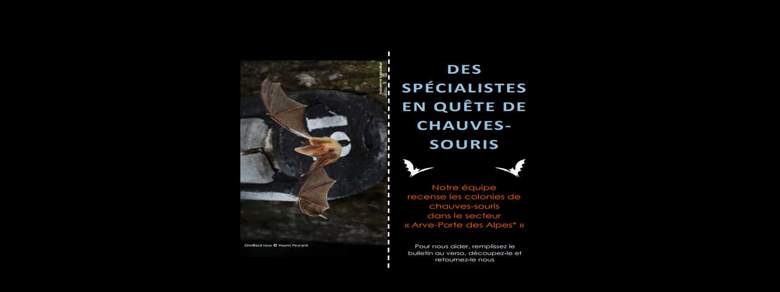 En quête de chauves-souris