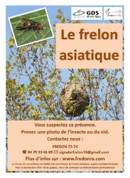 Affiche Signaler le frelon asiatique