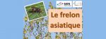 Lutte contre le frelon asiatique