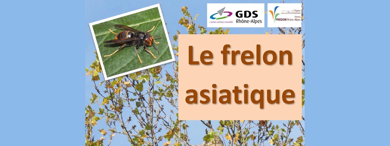 Lutte contre le frelon asiatique