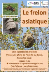 Le frelon asiatique - Affiche