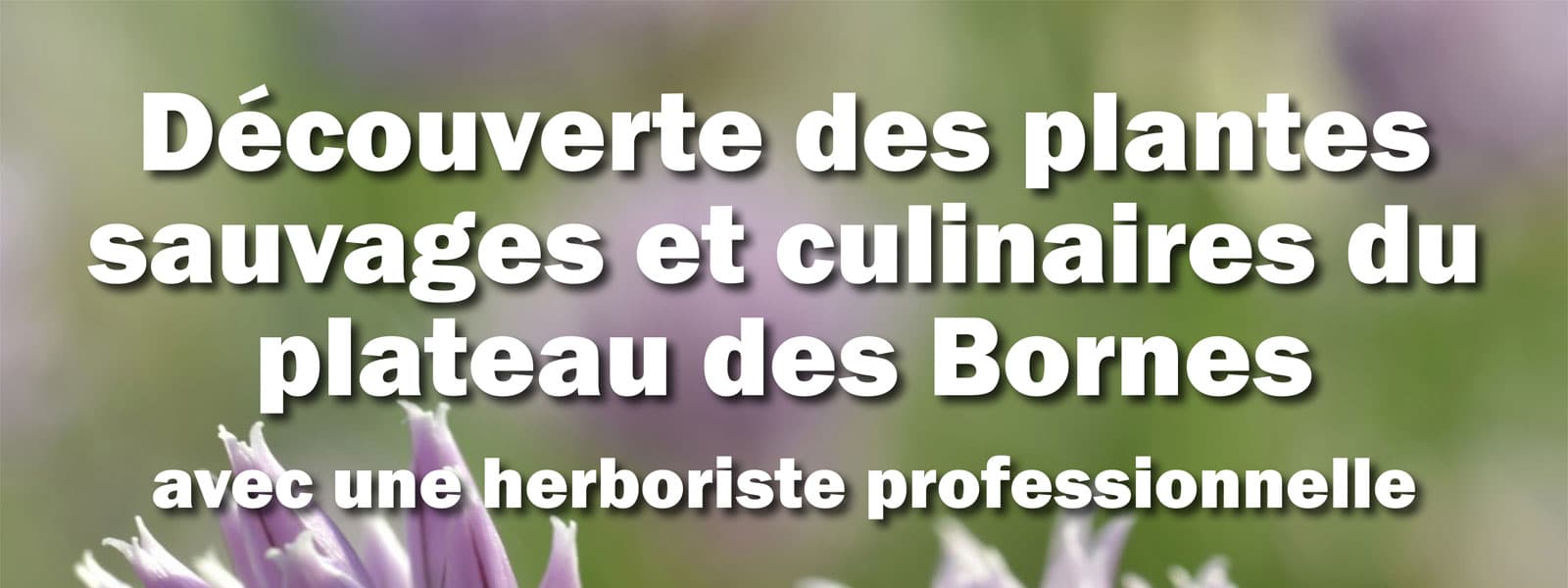 Découverte des plantes sauvages et culinaires le dimanche 16 septembre 2018