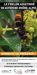 Flyer sur le frelon asiatique