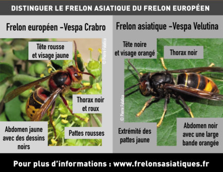 Frelon asiatique, comment le reconnaître ?