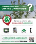 Signalement ambroisie