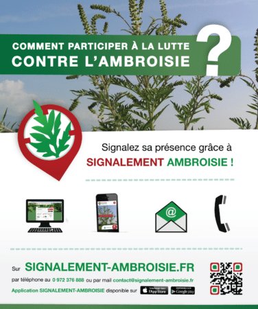 Signalement ambroisie