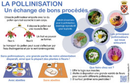 Panneau pollinisation