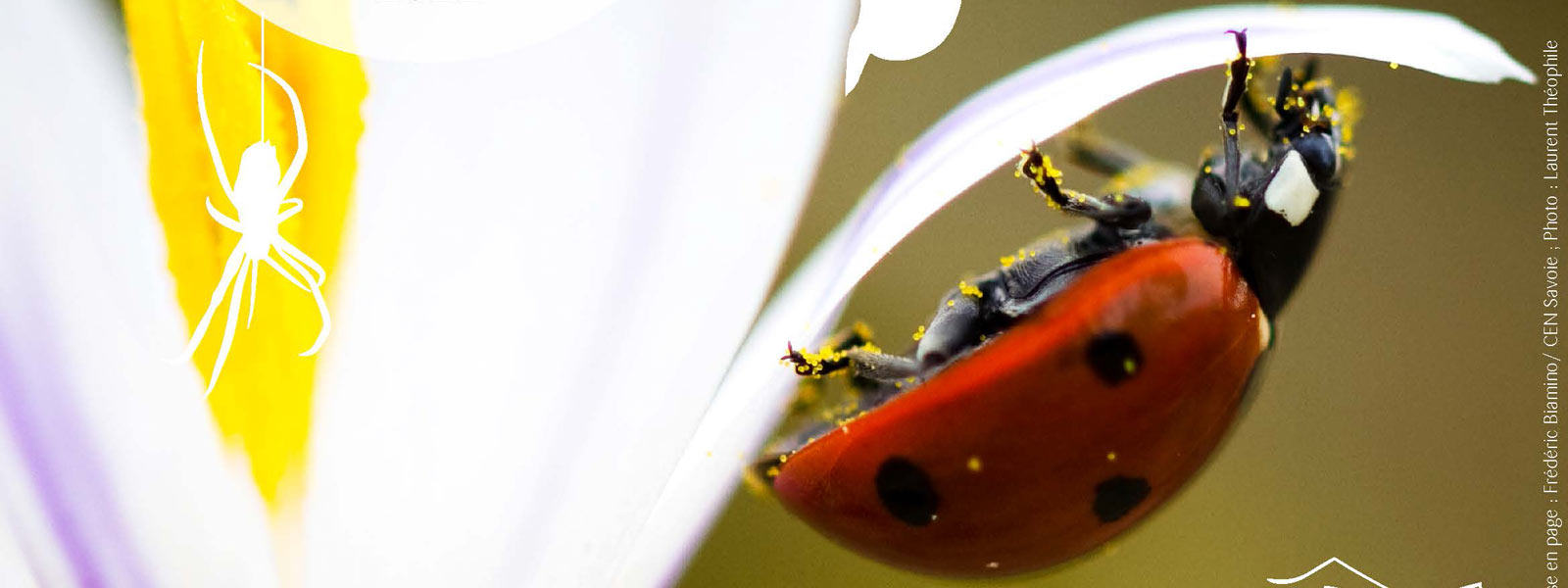 Enquête participative coccinelles 2022